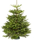 Hagebaumarkt - Weihnachtsbaum gesägt Angebot im Prospekt Weihnachtsbaum gesägt bei Hagebaumarkt im Prospekt "" für 12,99 €