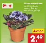 Usambaraveilchen im aktuellen Netto Marken-Discount Prospekt