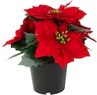 Kunstblume Weihnachtsstern Angebote bei KiK Koblenz für 3,99 €