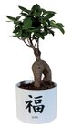 Ficus ginseng en pot céramique Japon - Lidl à Orléans Ficus ginseng en pot céramique Japon en promo chez Lidl Orléans à 7,99 €