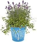 Sommerfreude in Zinktopf im Angebot bei REWE in Bonn Sommerfreude in Zinktopf Angebote bei REWE Bonn für 3,79 €
