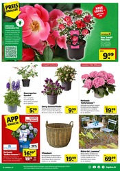 Aktueller Hagebaumarkt Prospekt mit Hortensie, "FREU DICH AUF DEINE VOLLE LADUNG GARTEN", Seite 5