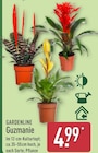 Guzmanie von GARDENLINE für 4,99 € bei ALDI Nord im Angebot Guzmanie von GARDENLINE im aktuellen ALDI Nord Prospekt