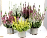 Calluna Beauty Ladies im Angebot bei Thomas Philipps in Regensburg Calluna Beauty Ladies Angebote bei Thomas Philipps Regensburg für 0,99 €