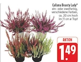 Calluna Beauty Lady im Angebot bei EDEKA in Chemnitz Calluna Beauty Lady Angebote bei EDEKA Chemnitz für 1,49 €