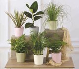 Mixte Plantes Vertes en promo chez Super U Besançon à 5,99 €