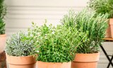 Italien-Kräuter bei Hagebaumarkt im Hofgeismar Prospekt für 2,49 €