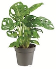 Lidl Altenhof - Monstera Angebot im Prospekt Monstera bei Lidl im Altenhof Prospekt für 3,99 €