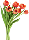 Tulpen bei Netto Marken-Discount im Zwönitz Prospekt für 5,00 €