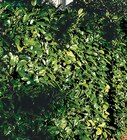 Kirschlorbeer „Rotundifolia“ im Angebot bei Hornbach in Neuss Kirschlorbeer „Rotundifolia“ Angebote von FloraSelf bei Hornbach Neuss für 29,79 €