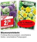 Allium Blumenzwiebeln bei bauSpezi im Ebermannstadt Prospekt für 2,24 €