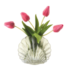 Muschelvase Angebote bei Sconto SB Erfurt für 5,95 €