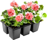 Aktuelles Fuchsien oder Geranien Angebot bei Thomas Philipps in Fürth ab 5,29 €