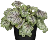 Aktuelle Blumen Angebote bei Pflanzen Kölle in Erlangen Aktuelles Purpurglöckchen Angebot bei Pflanzen Kölle in Erlangen ab 2,79 €