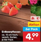 Aktuelle Erdbeerpflanzen Angebote bei Netto Marken-Discount in Berlin Aktuelles Erdbeerpflanzen Angebot bei Netto Marken-Discount in Berlin ab 4,99 €