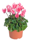Cyclamen mini en promo chez Truffaut Cyclamen mini dans le catalogue Truffaut