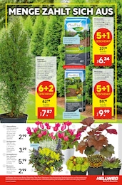 Hauswurz Angebot im aktuellen Hellweg Prospekt auf Seite 3