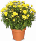 Chrysantheme im Netto Marken-Discount Prospekt Chrysantheme von im aktuellen Netto Marken-Discount Prospekt für 2,99 €
