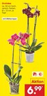 Orchidee im Angebot bei Netto Marken-Discount in Bremerhaven Orchidee Angebote bei Netto Marken-Discount Bremerhaven für 6,99 €
