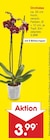 Aktuelles Orchidee Angebot bei Netto Marken-Discount in Essen ab 3,99 €