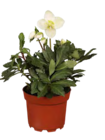 Christrose „Christmas Carol“ Angebote von Grow by OBI bei OBI Flensburg für 4,99 €