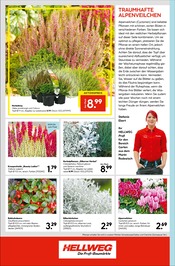 Zimmerpflanzen Angebote im Prospekt "Die Profi-Baumärkte" von Hellweg auf Seite 16