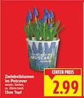 Aktuelle Pflanzen Angebote bei E center in Berlin Aktuelles Zwiebelblumen im Potcover Angebot bei E center in Berlin ab 2,99 €