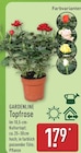Topfrose von GARDENLINE für 1,79 € bei ALDI Nord im Angebot Topfrose von GARDENLINE im aktuellen ALDI Nord Prospekt