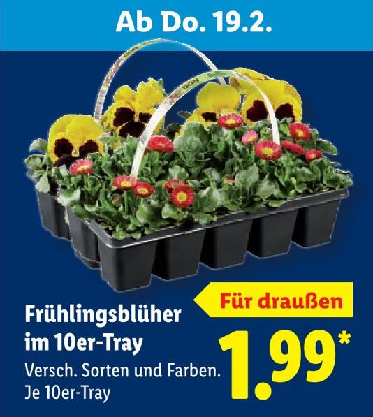 Frühlingsblüher im 10er-Tray