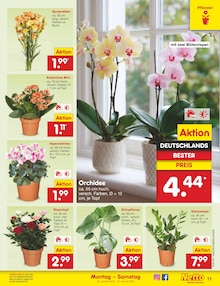 Blumen im Netto Marken-Discount Prospekt "Aktuelle Angebote" mit 59 Seiten (Wolfsburg)