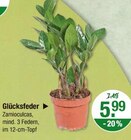 Glücksfeder im aktuellen V-Markt Prospekt für 5,99 €