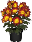 Chrysanthemen (Chrysanthemum indicum) im Globus-Baumarkt Prospekt Chrysanthemen (Chrysanthemum indicum) von im aktuellen Globus-Baumarkt Prospekt fĂŒr 2,99 âŹ
