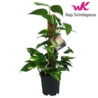 Promo Scindapsus "Epipremnum" à 16,99 € dans le catalogue Gamm vert à Montbazens
