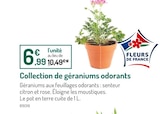 Collection de géraniums odorants - Botanic à Asnières-sur-Seine Collection de géraniums odorants en promo chez Botanic Asnières-sur-Seine à 6,99 €