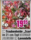 Traubenheide „Scarletta“ von  im aktuellen Hornbach Prospekt für 19,95 €