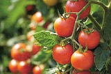 Aktuelle Tomaten Angebote bei EDEKA in Lübeck Aktuelles Cherry Rispentomaten Angebot bei EDEKA in Lübeck ab 1,00 €