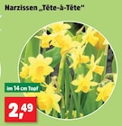 Aktuelles Narzissen 'Tête-à-Tête' Angebot bei Thomas Philipps in Berlin ab 2,49 €