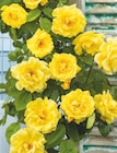 toom Baumarkt Weimar - Rose Angebot im Prospekt Rose bei toom Baumarkt im Weimar Prospekt für 9,99 €