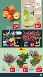 Garten im Netto mit dem Scottie Prospekt Günstig. Besser. Für Dich. auf S. 3