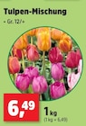 Aktuelle Tulpen Angebote bei Thomas Philipps in Köln Aktuelles Tulpen-Mischung Angebot bei Thomas Philipps in Köln ab 6,49 €