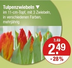 Tulpenzwiebeln im aktuellen V-Markt Prospekt