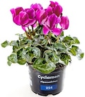 Thomas Philipps - Cyclamen „Alpenveilchen“ Angebot im Prospekt Cyclamen „Alpenveilchen“ bei Thomas Philipps im Prospekt "" für 1,99 €