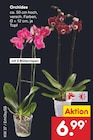 Orchidee  im aktuellen Netto Marken-Discount Prospekt für 6,99 €