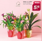 Clivia oder Calla  im aktuellen Netto mit dem Scottie Prospekt für 5,99 €