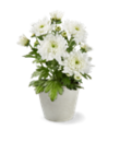 Aktuelle Blumen Angebote bei Kaufland in Oberhausen Aktuelles Chrysanthemen Angebot bei Kaufland in Oberhausen ab 1,11 €