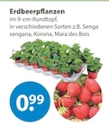 Erdbeerpflanzen Angebote bei V-Markt Augsburg für 0,99 €