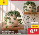 Leuchterblume im aktuellen Prospekt bei Netto Marken-Discount in Sarstedt