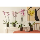 Orchidée Phalaenopsis en promo chez Carrefour Market Orchidée Phalaenopsis dans le catalogue Carrefour Market