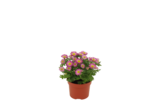 Promo Chrysantheme swifty à 2,49 € dans le catalogue Gamm vert à Écuelles
