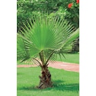 Palmier 25L dans le catalogue Carrefour